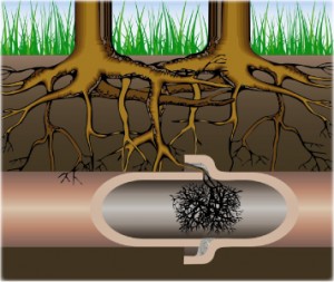 graphic of trees and damaged roots near sewer line